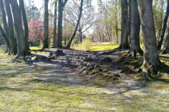 Tree-lined pathways winding through a city park with benches and soft morning light.